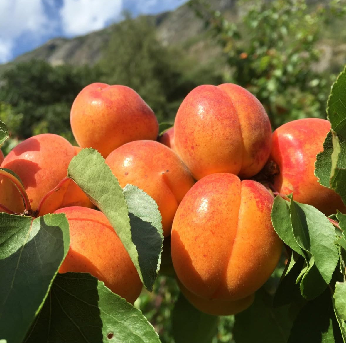 Lærdal – aprikos & tindved (limited edition)