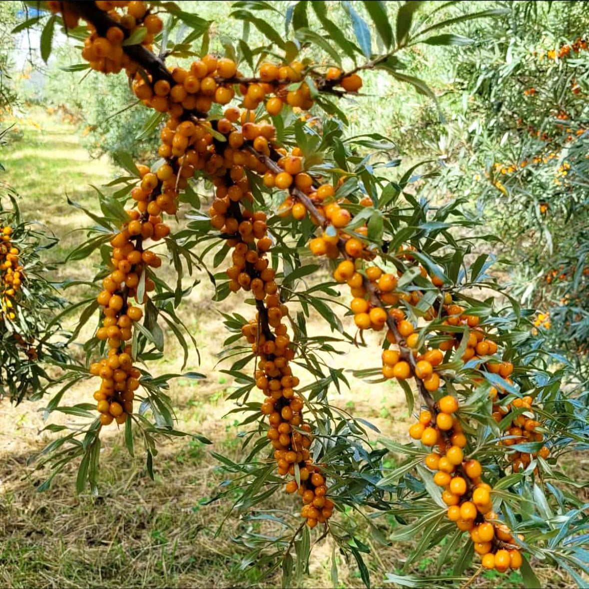 Lærdal – aprikos & tindved (limited edition)